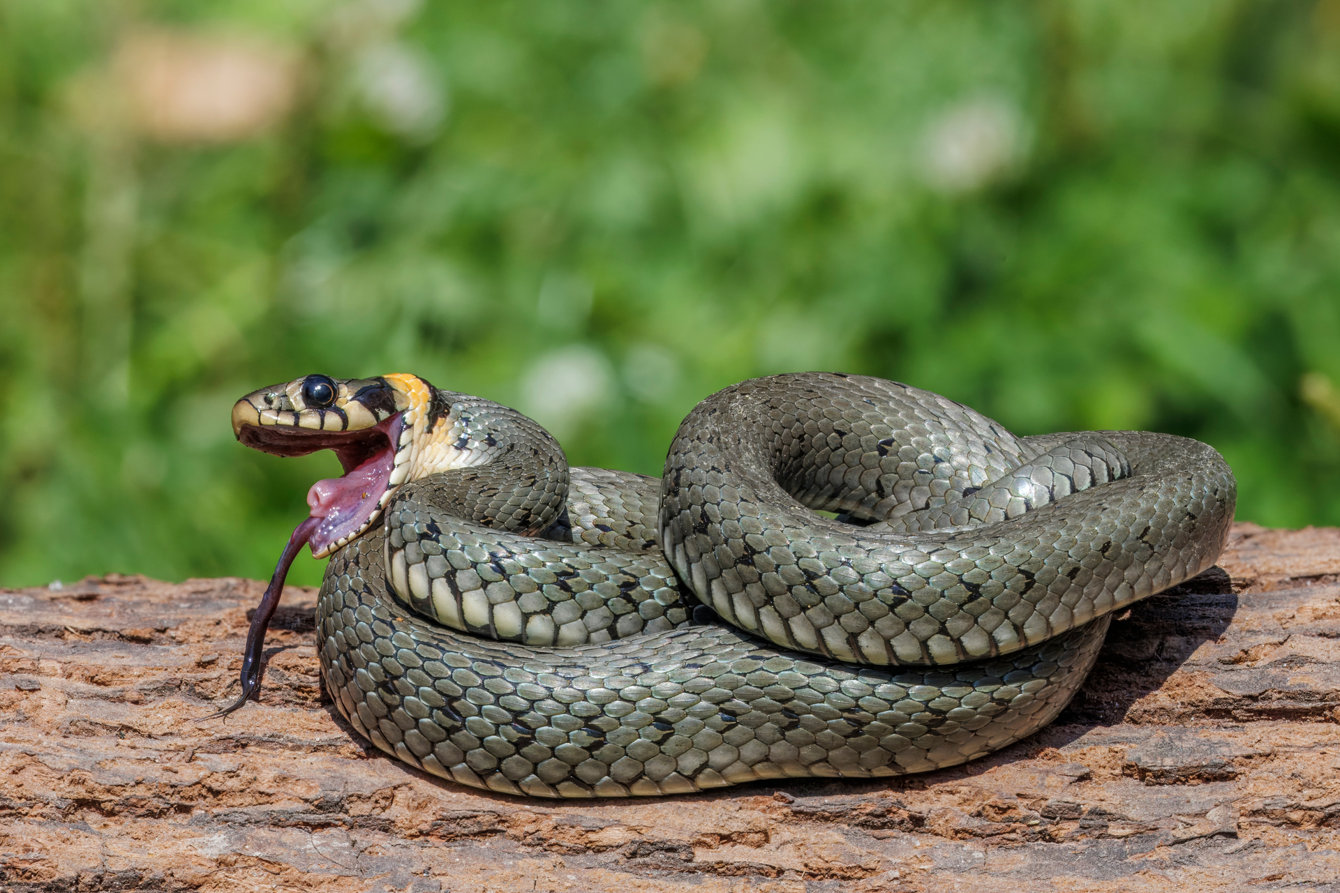 Grass_snake_(Natrix_natrix)_Pieniny