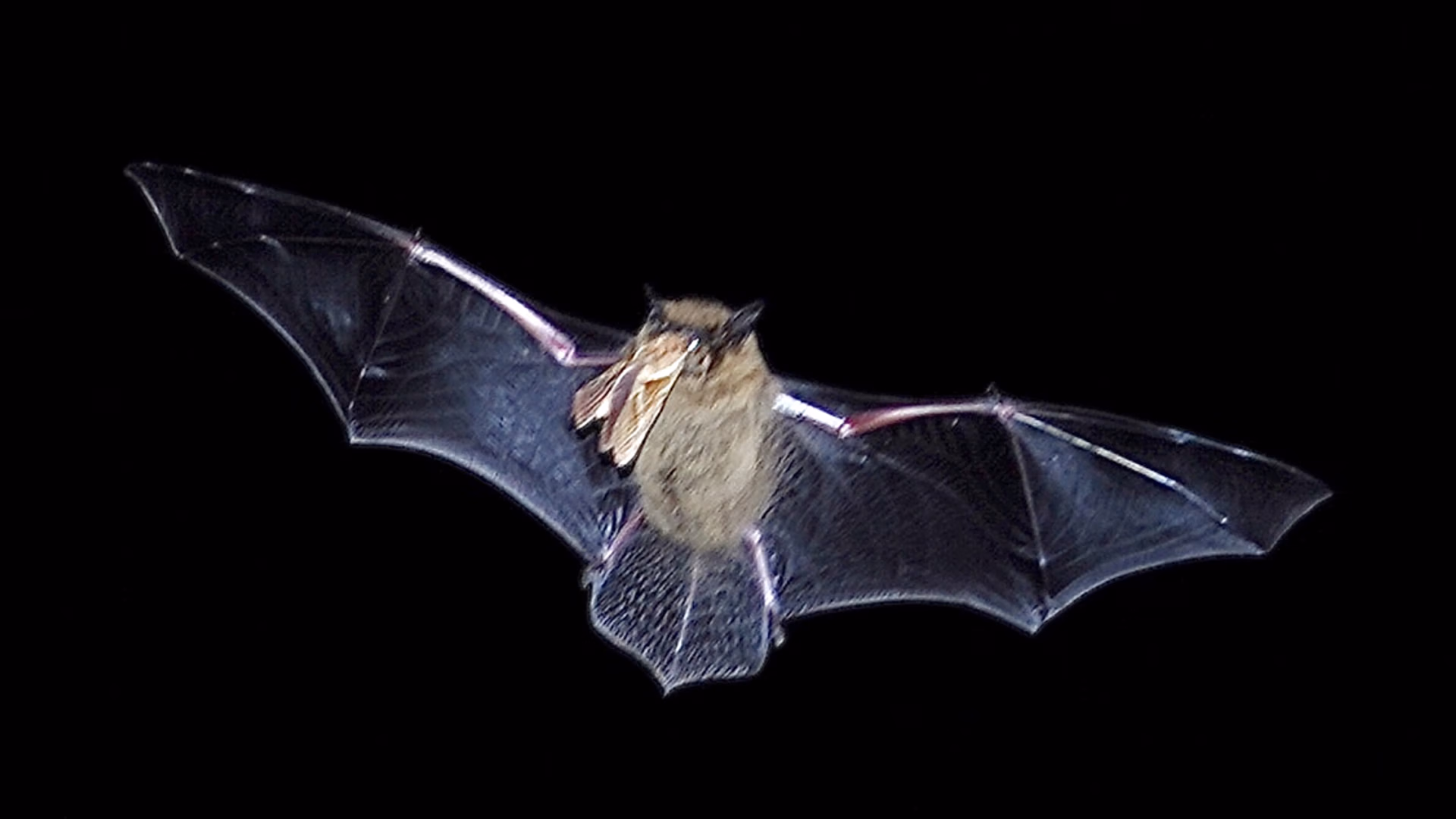 vleermuis insect