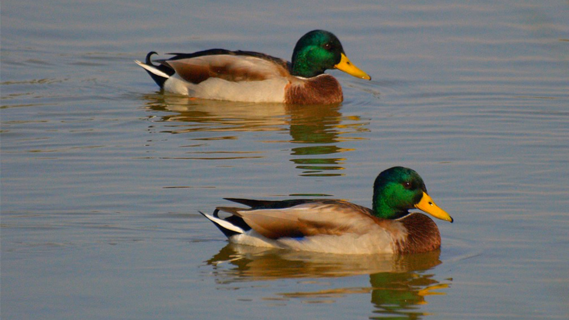 watervogel