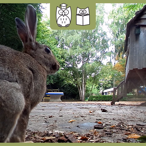 Afbeelding van Dieren zoeken op het schoolplein + filmpje