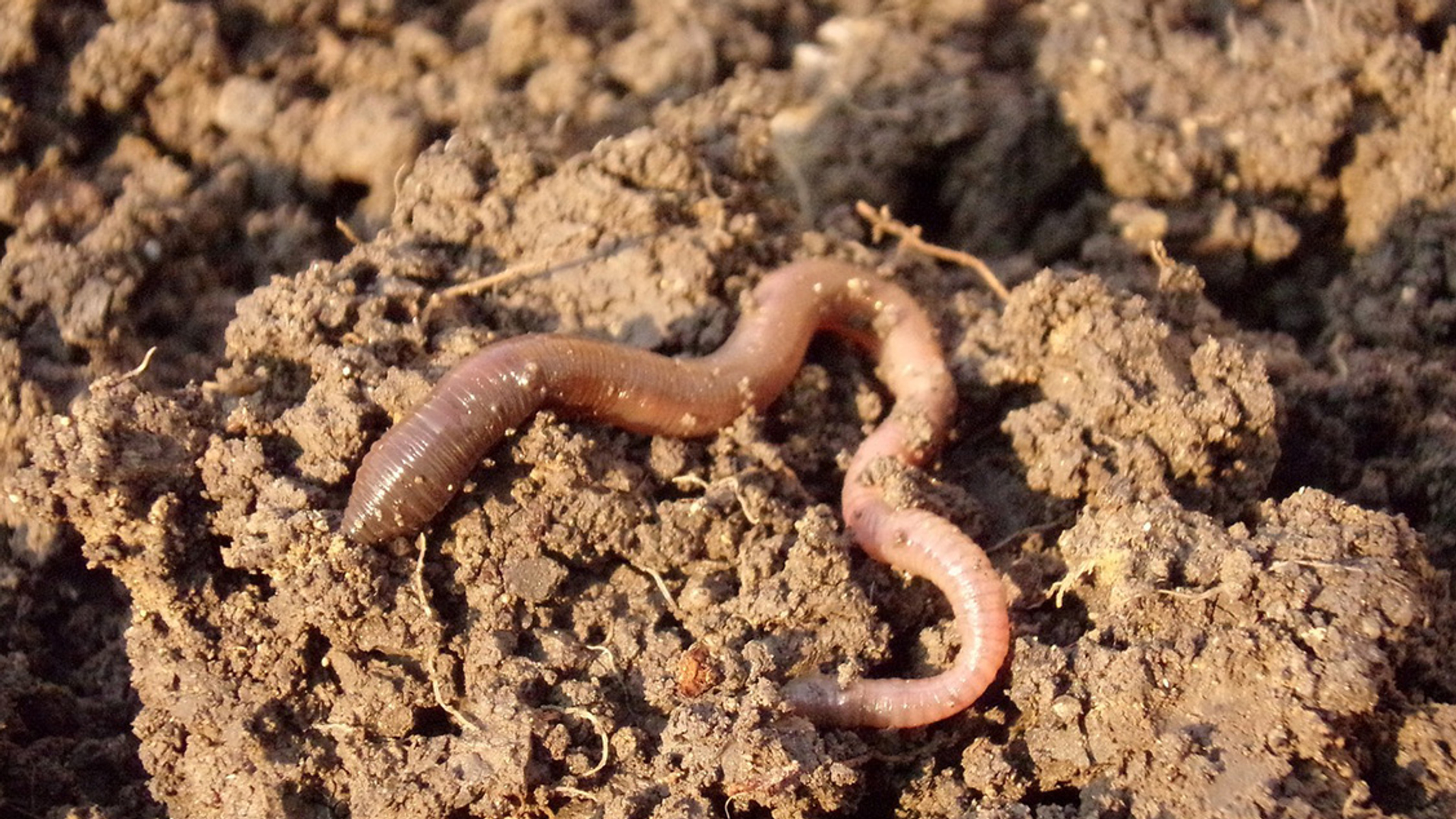 GOEDFotoserieregenworm
