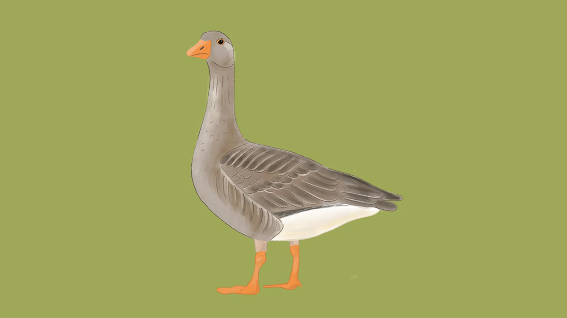 grauwe gans site