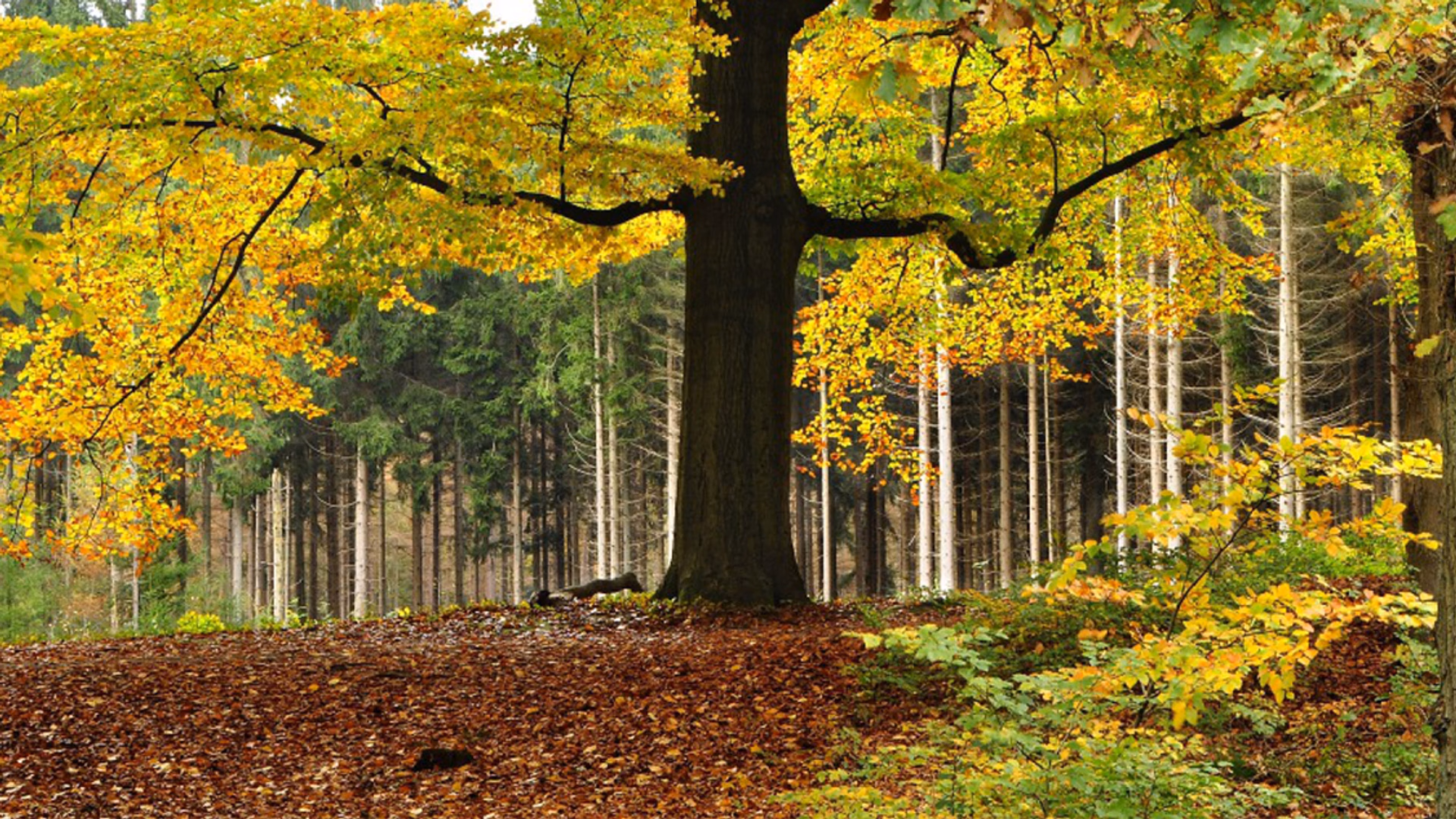 Beuk met geel blad