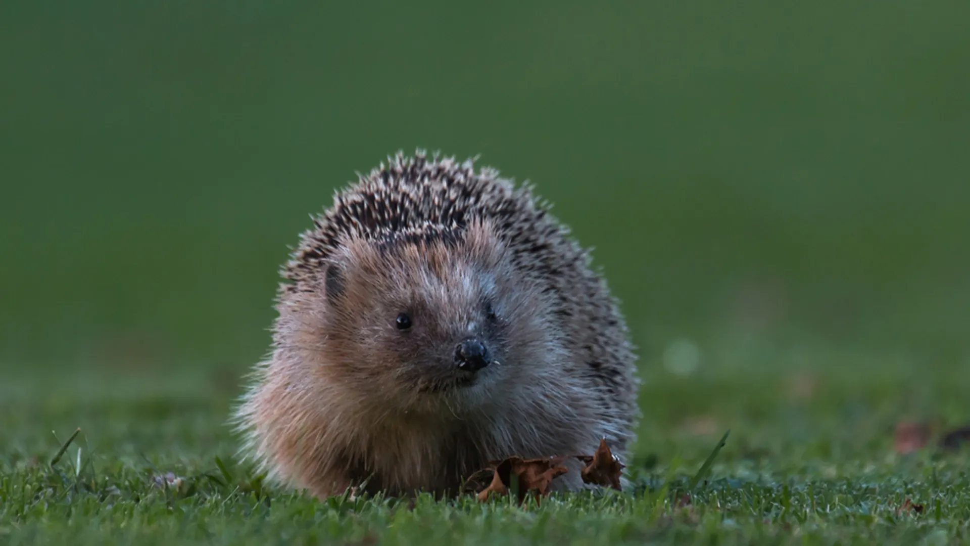 Egel