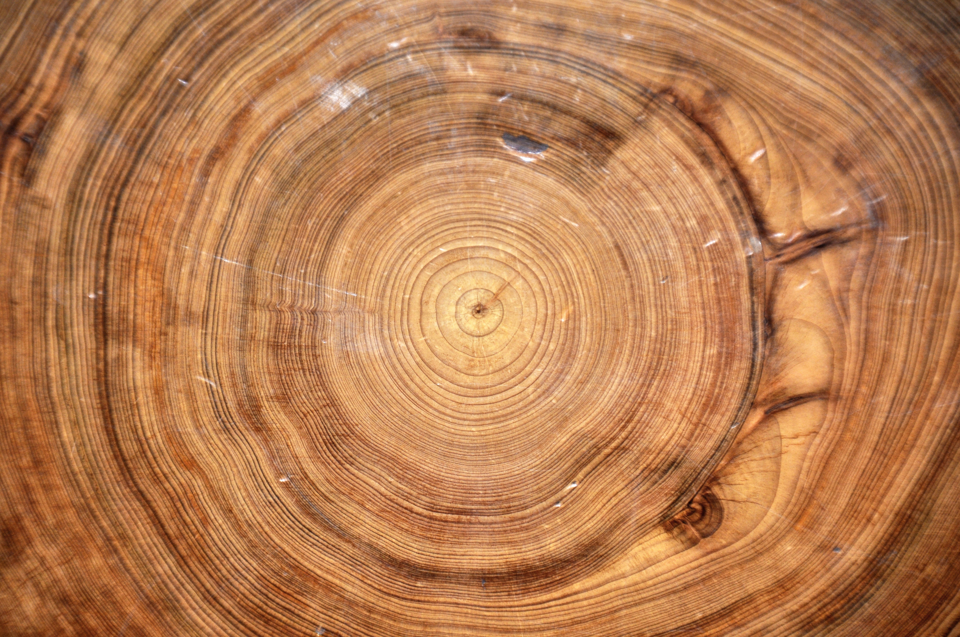 Tree_rings_in_Taxodium_distichum_wood_(bald_cypress)_1_(24518408267)