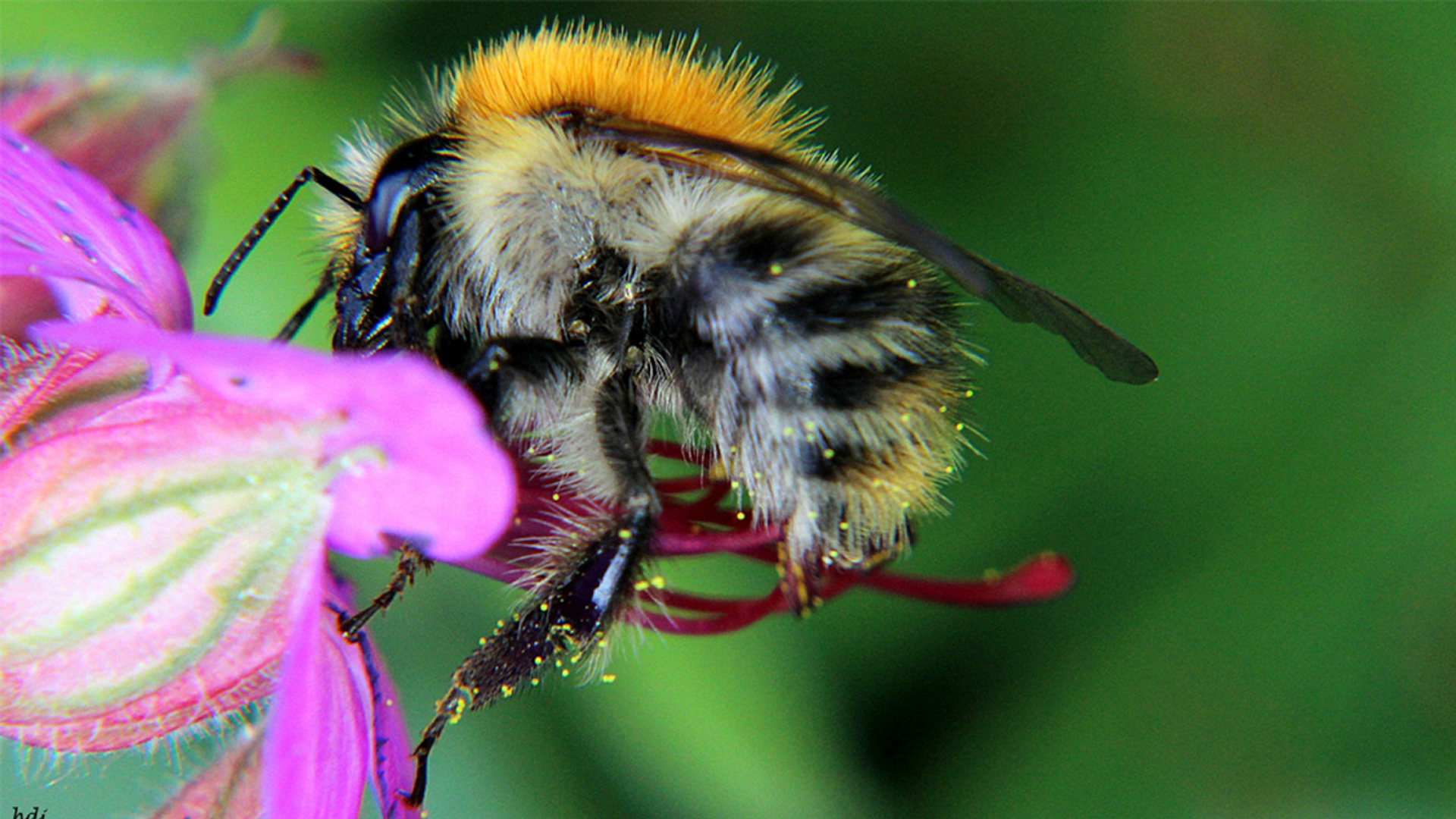 GOEDakkerhommelFotoserie