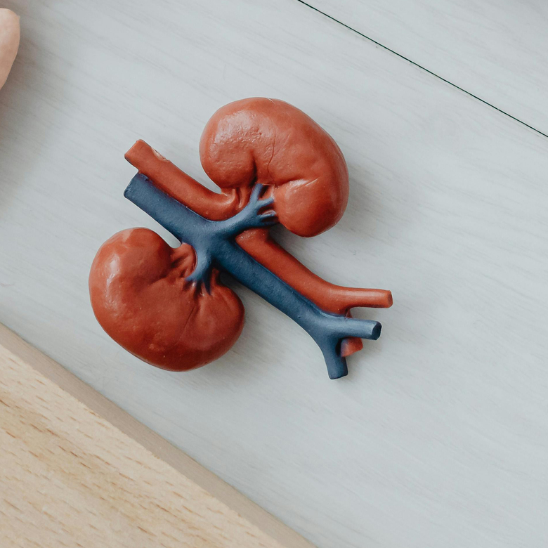 Afbeelding van Donor worden?