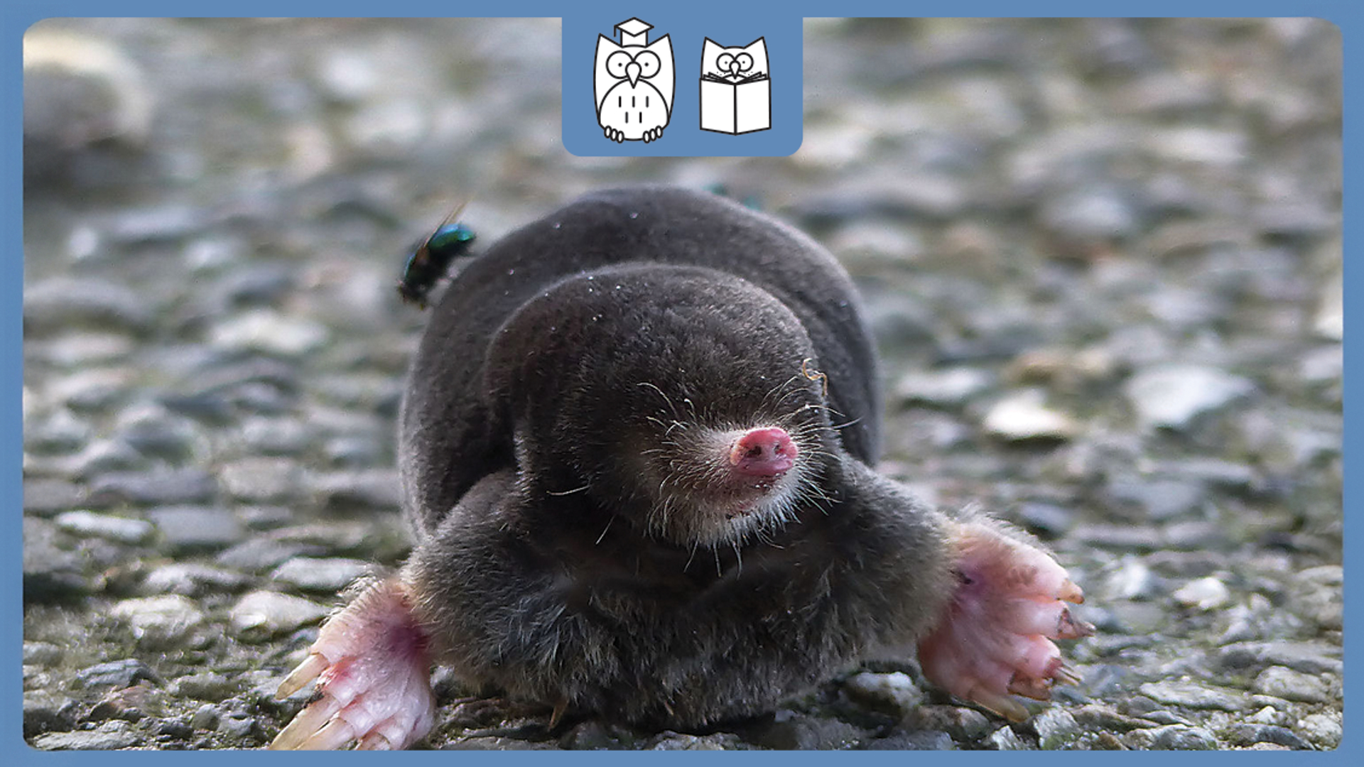 mol thumbnail
