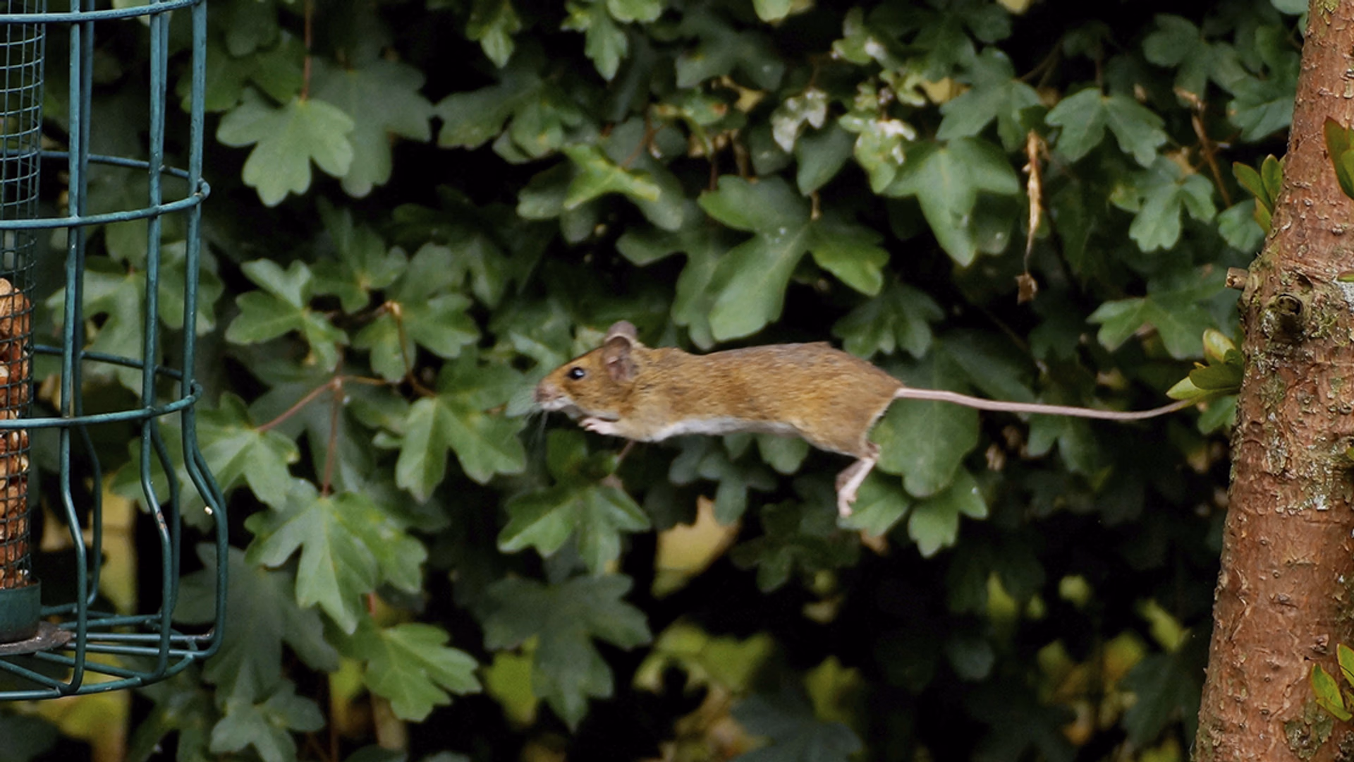 muis springen