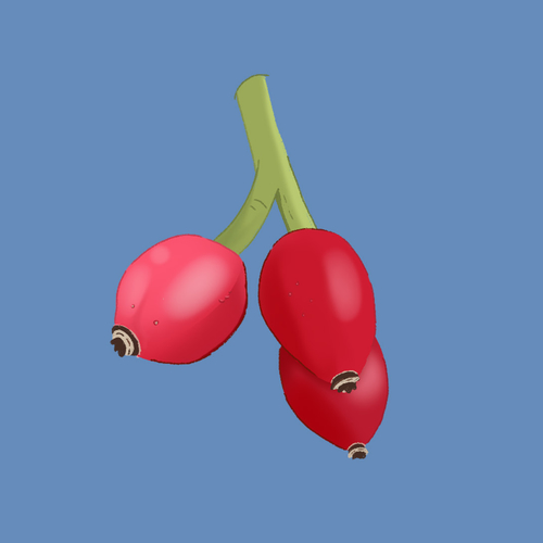 Rozenbottel van de hondsroos