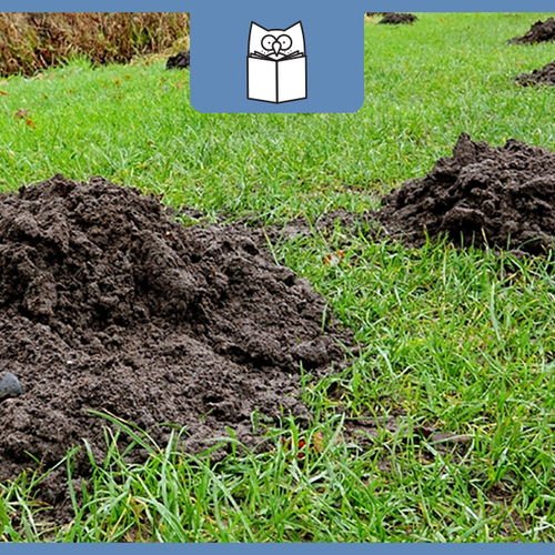 Afbeelding van Waar is de mol? Tel mee tijdens de jaarlijkse Mollentelling!