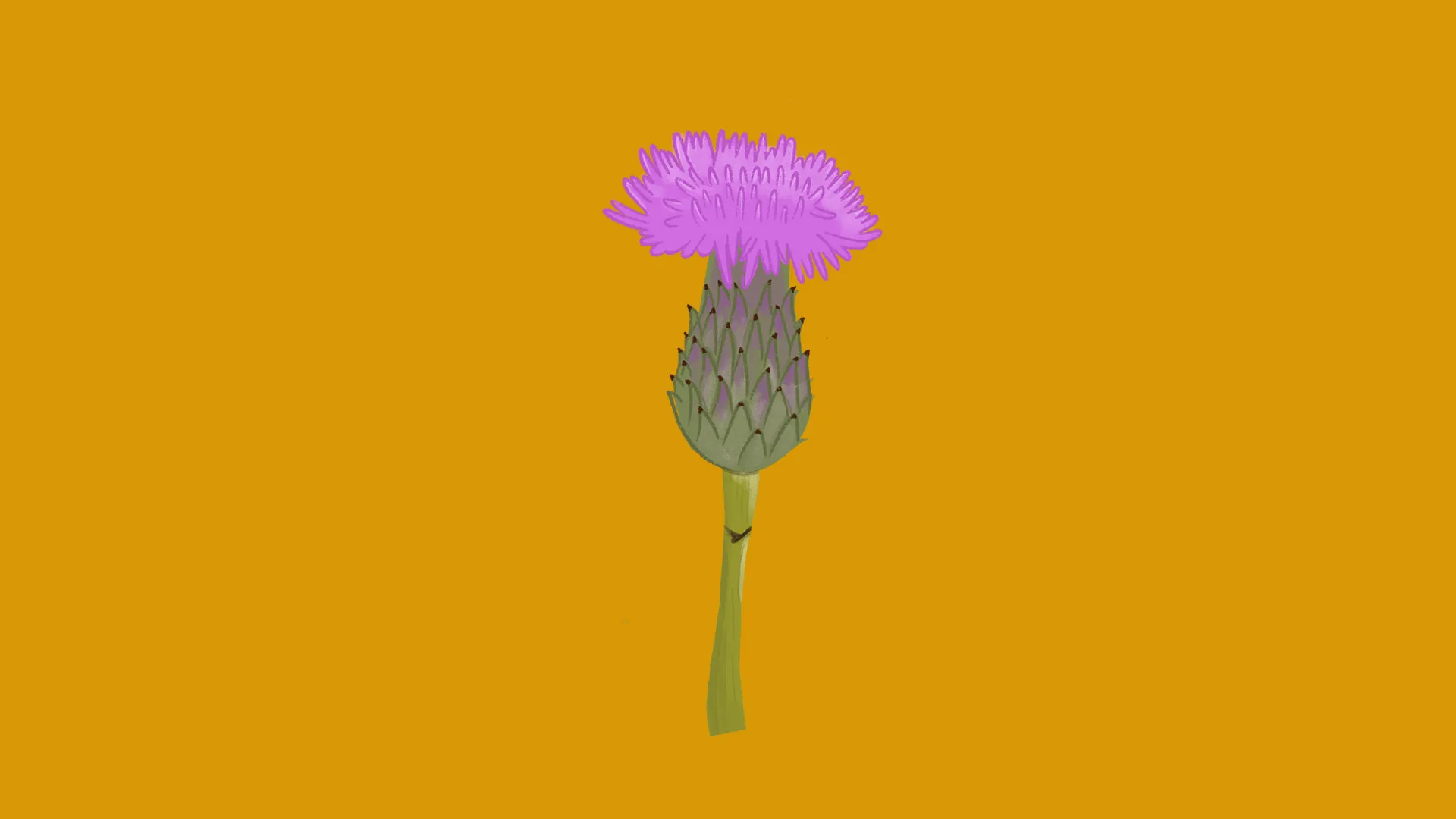 akkerdistel