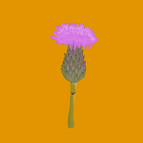 Akkerdistel