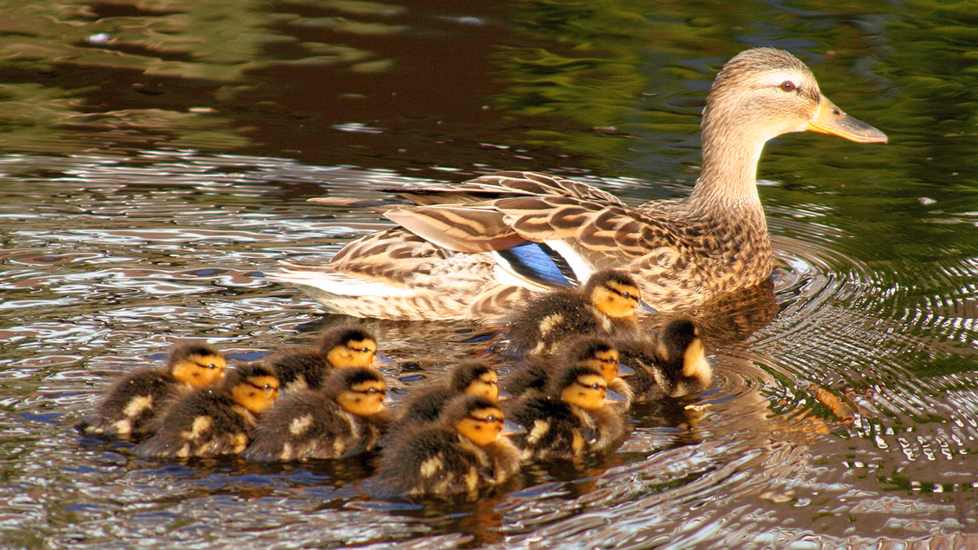baby eendjes