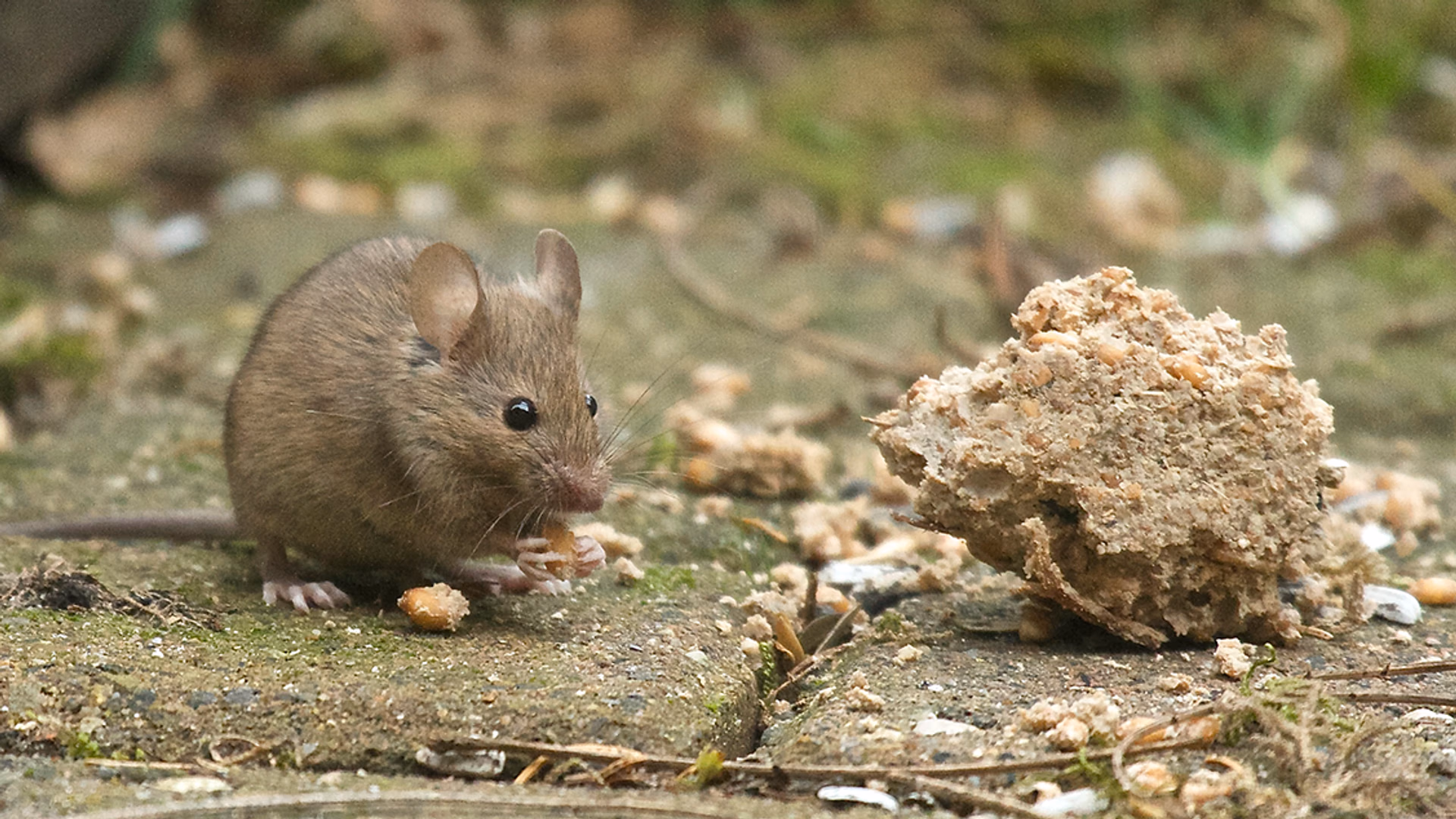 muis eten