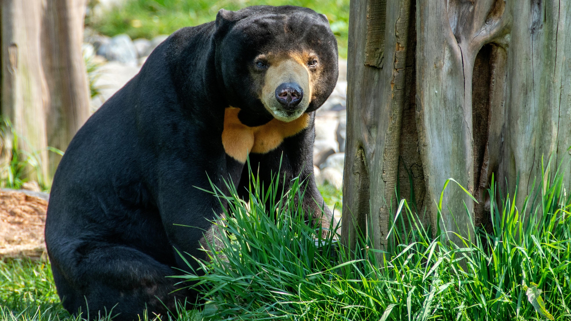 malaybearcon