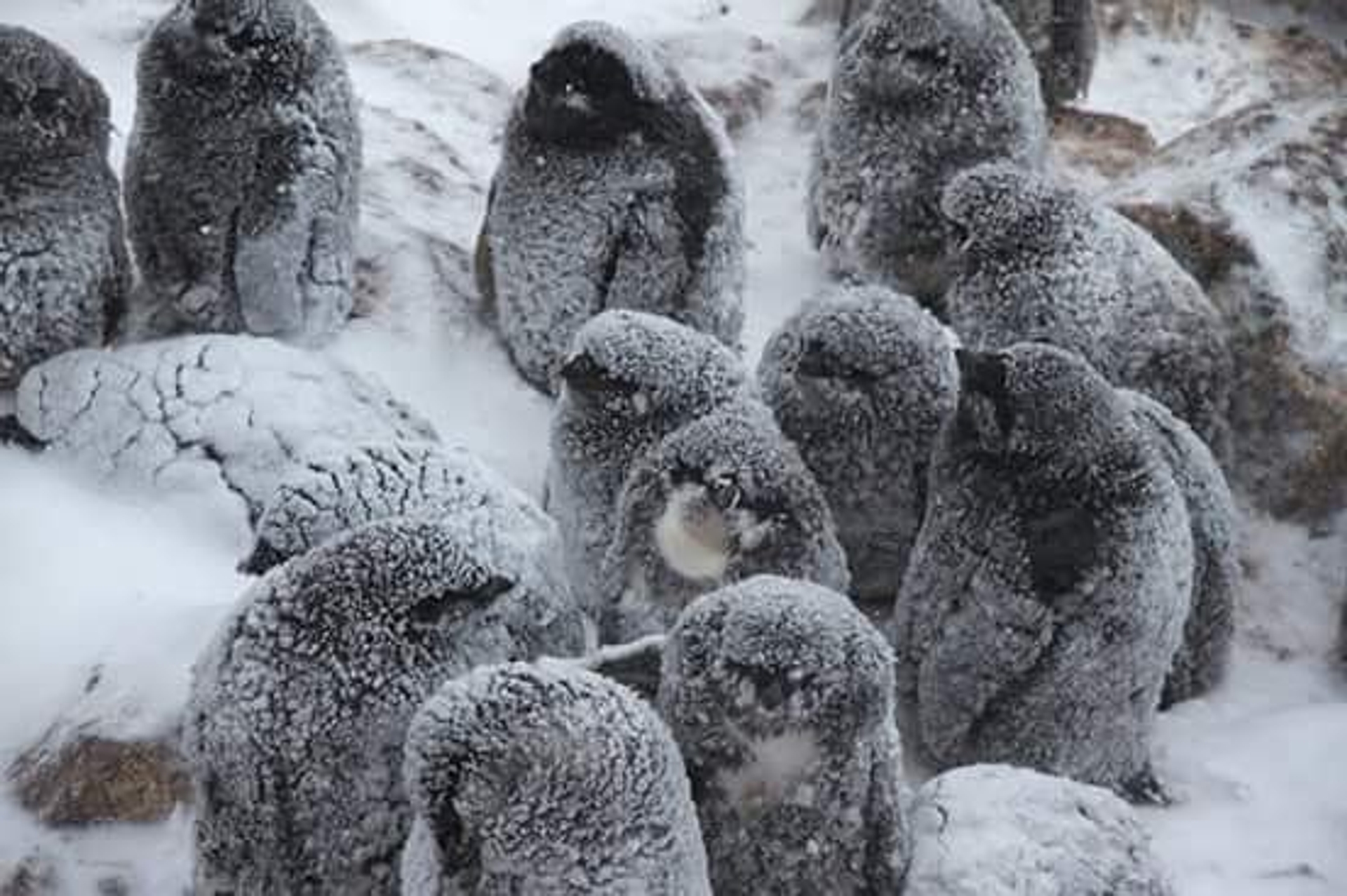 Penguins in de sneeuw