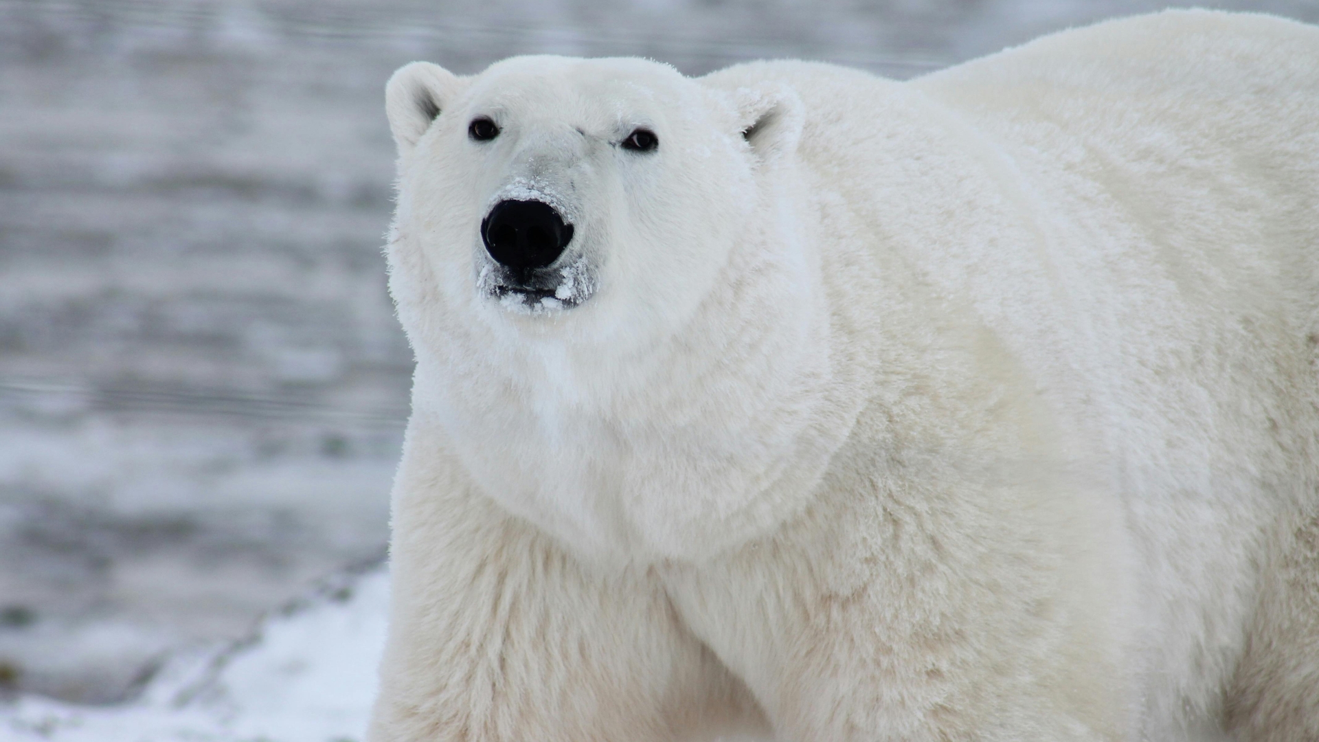 polarbearcon