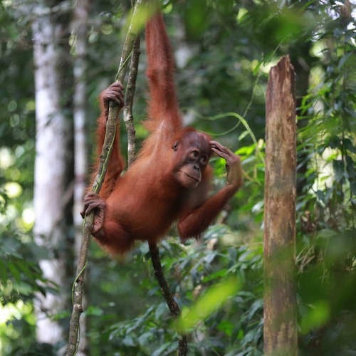 Tinder voor orang-oetans