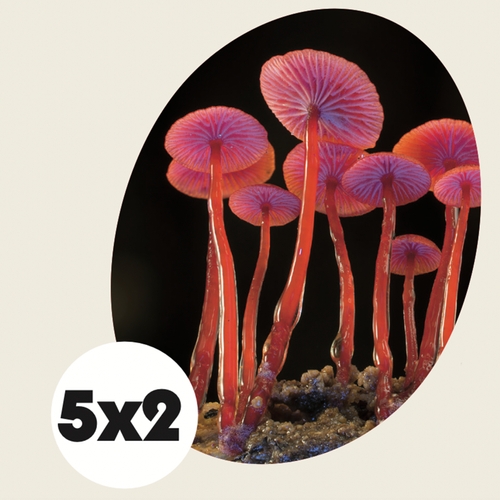 Maak kans op tickets voor de natuurfilm Fungi: Web of Life